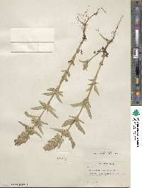 Dracocephalum parviflorum image