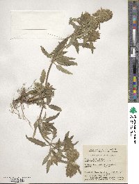 Dracocephalum parviflorum image