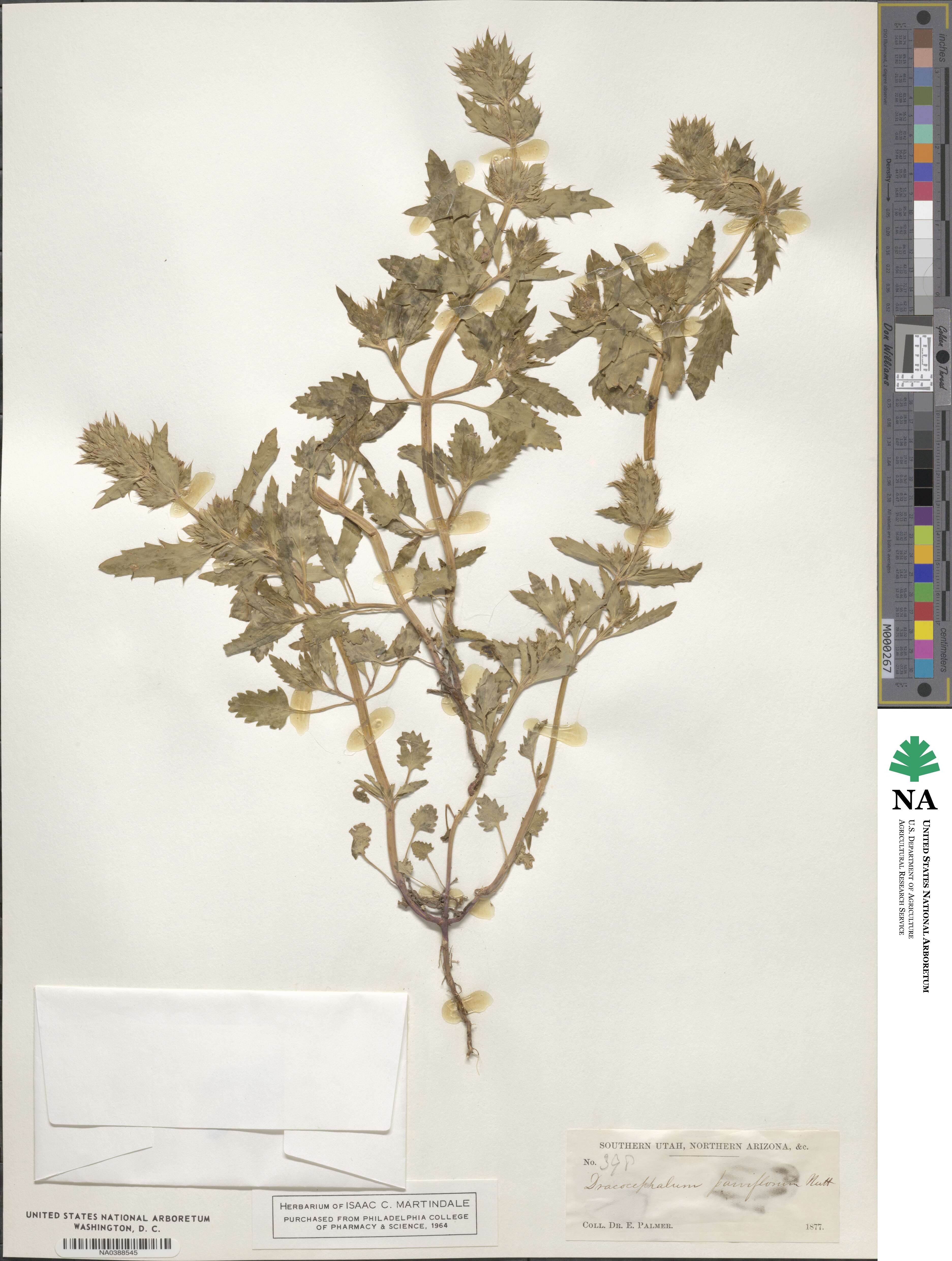 Dracocephalum parviflorum image
