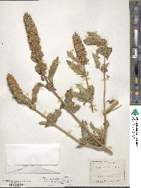 Dracocephalum parviflorum image