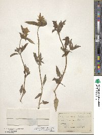 Dracocephalum parviflorum image