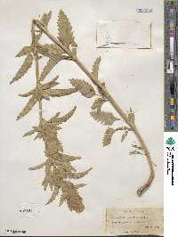 Dracocephalum parviflorum image