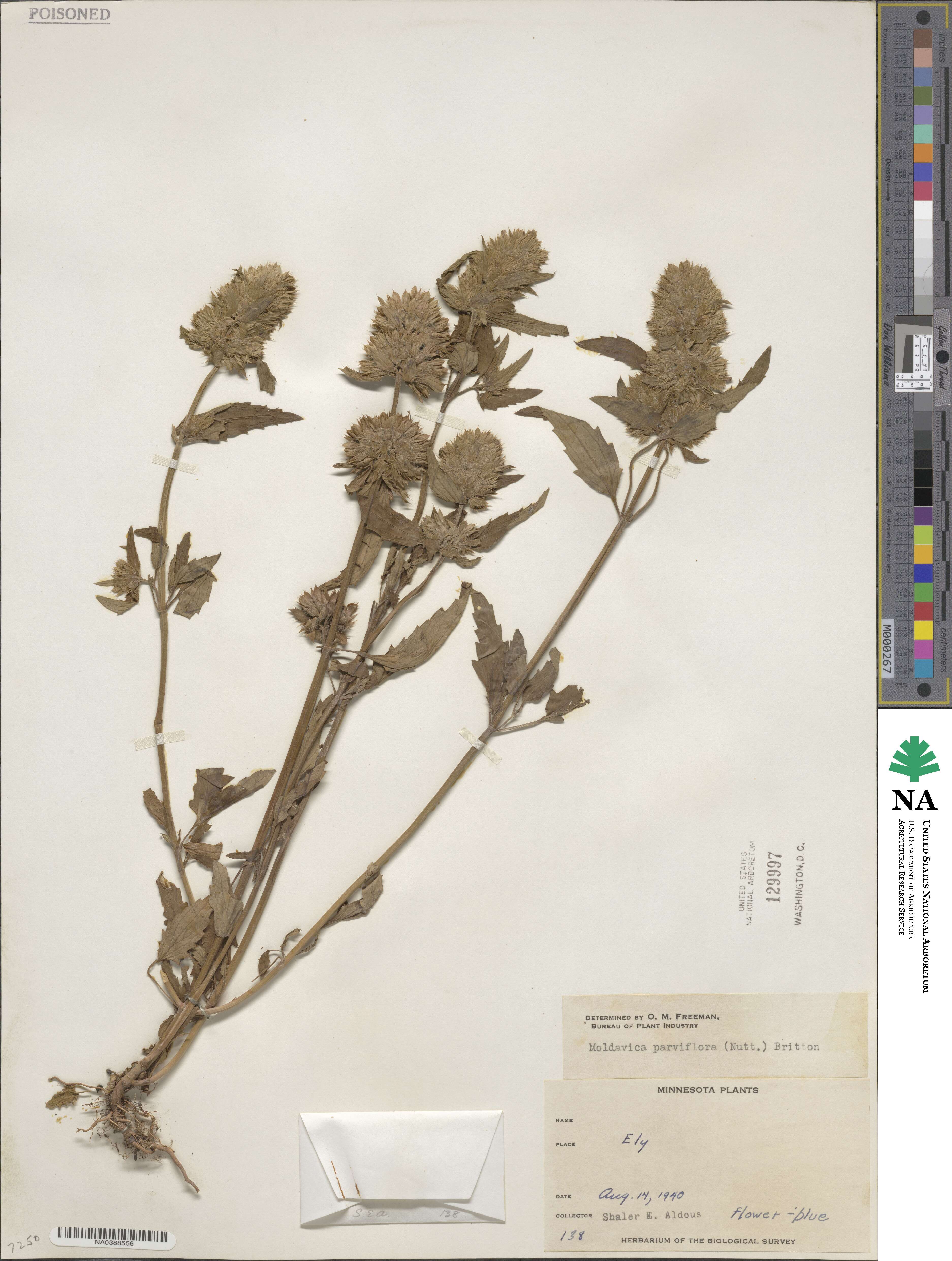 Dracocephalum parviflorum image