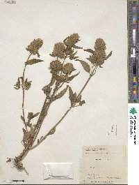 Dracocephalum parviflorum image