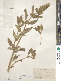 Dracocephalum parviflorum image