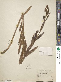 Physostegia virginiana subsp. virginiana image