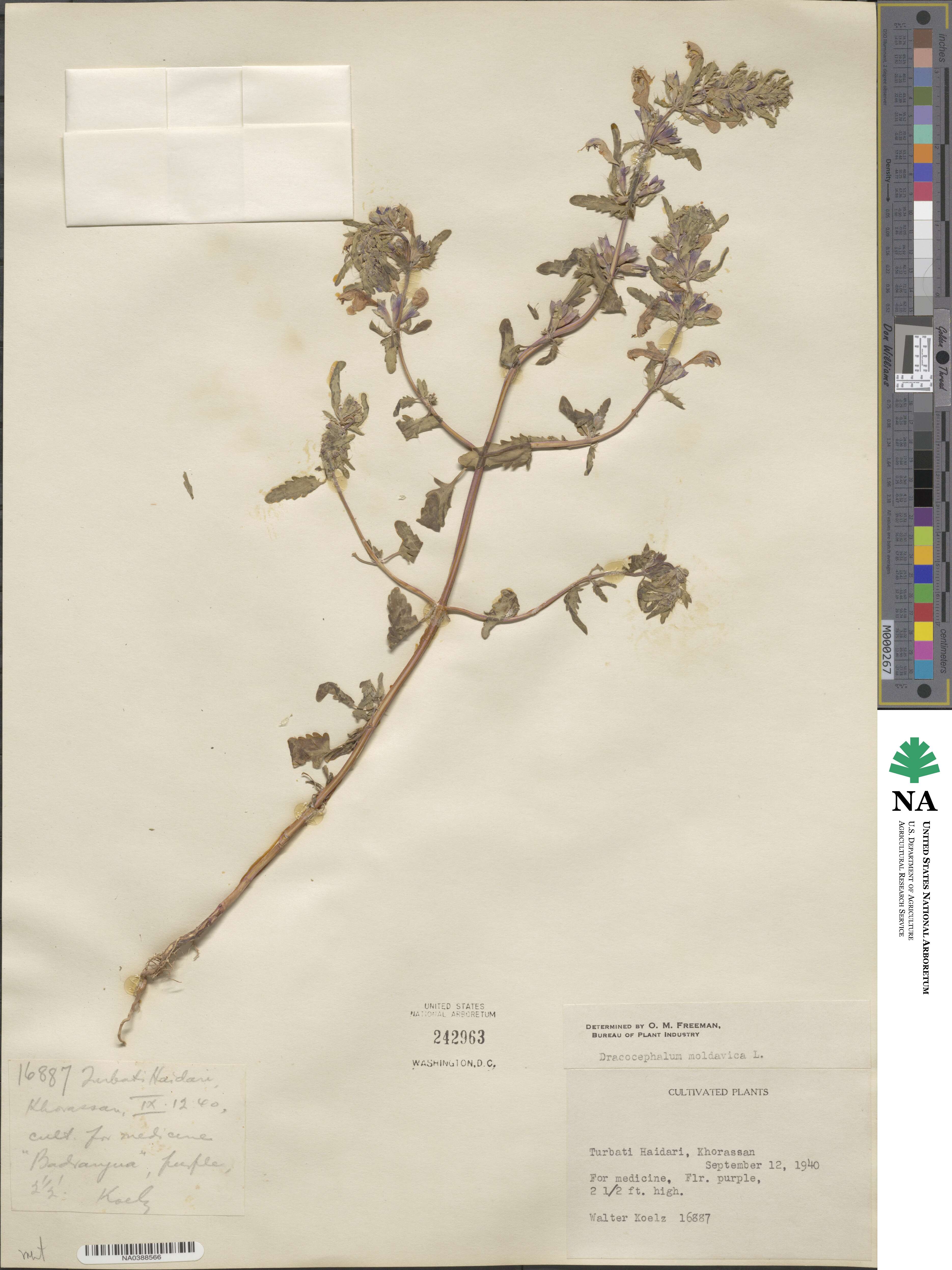 Dracocephalum moldavica image