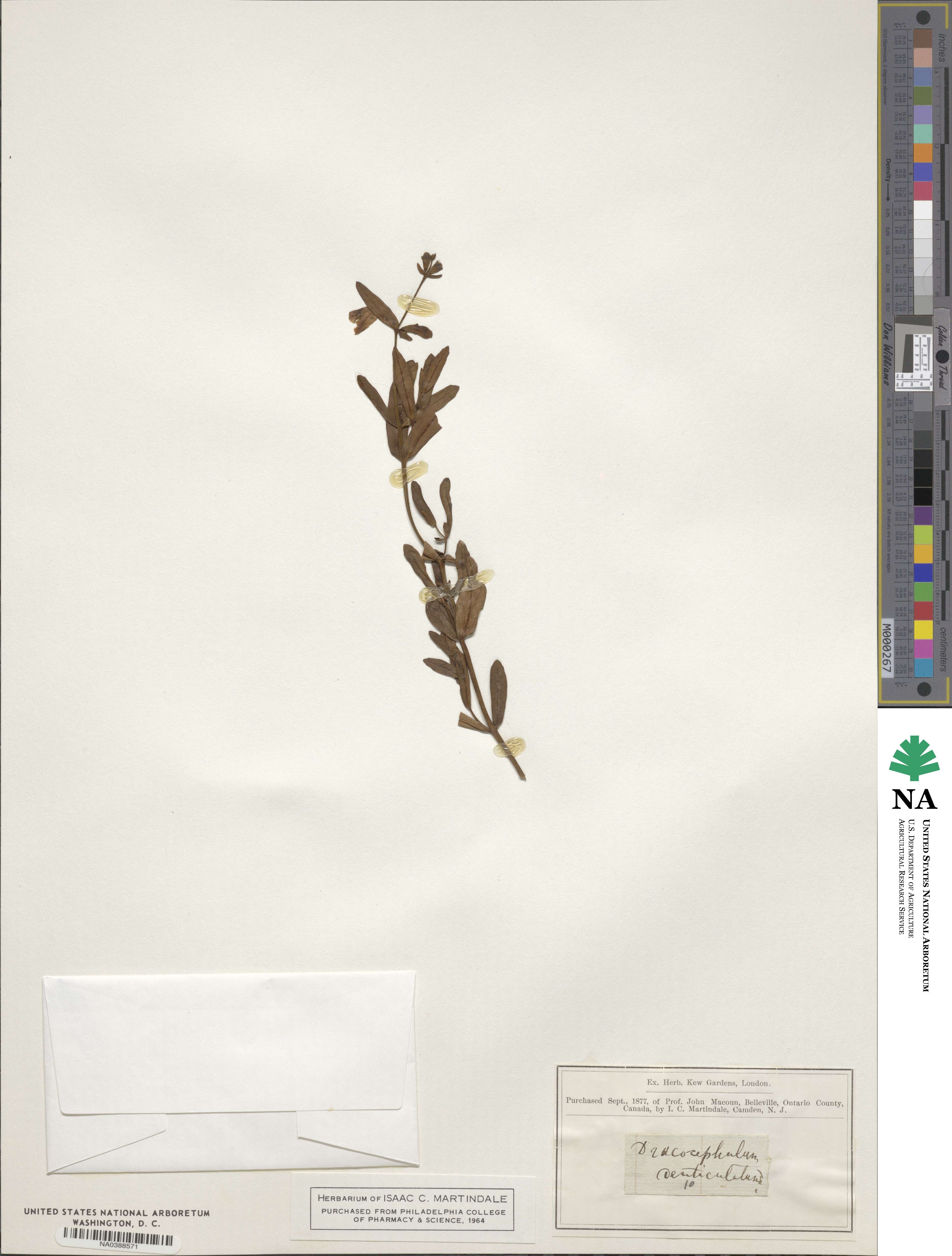 Physostegia virginiana subsp. virginiana image