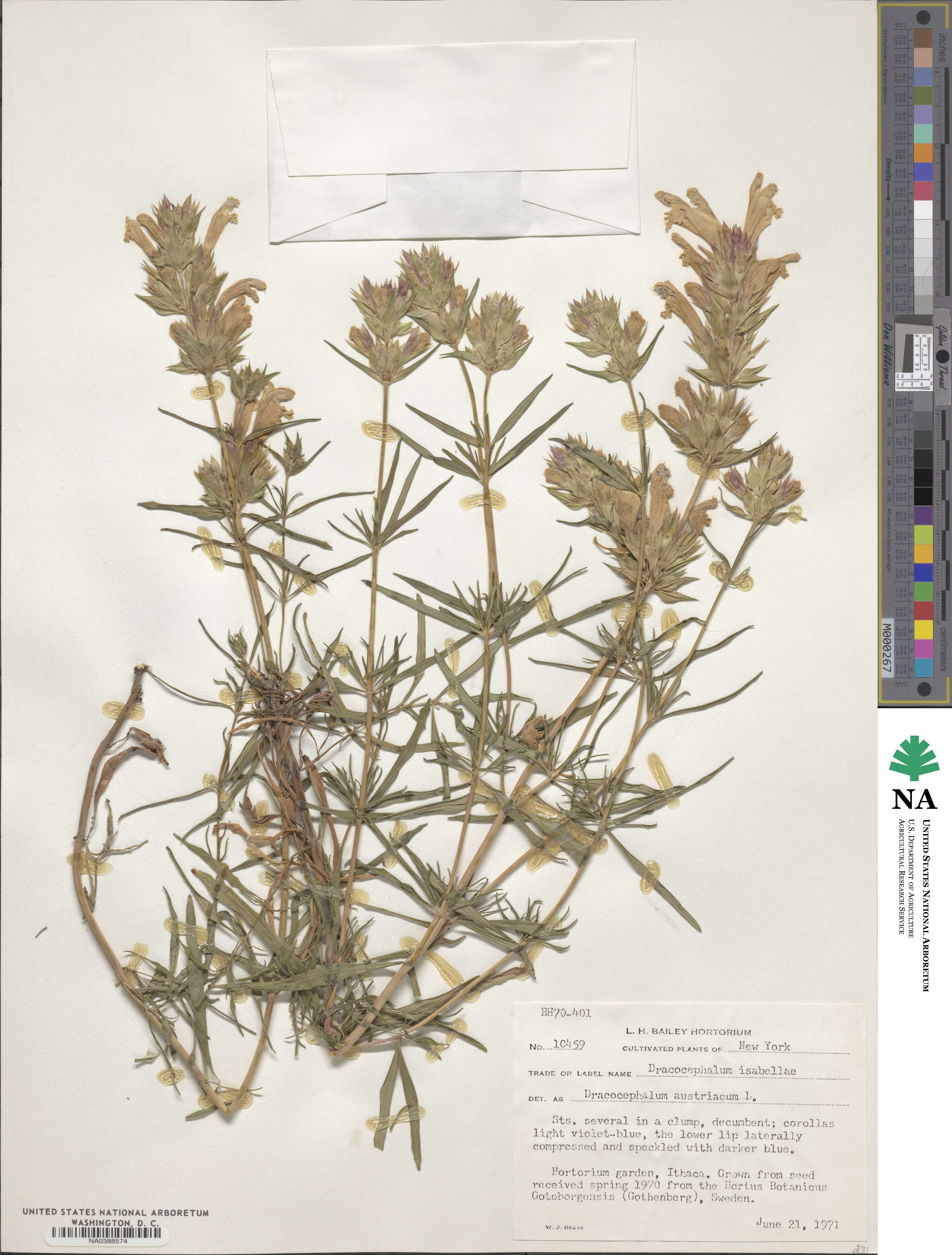 Dracocephalum austriacum image