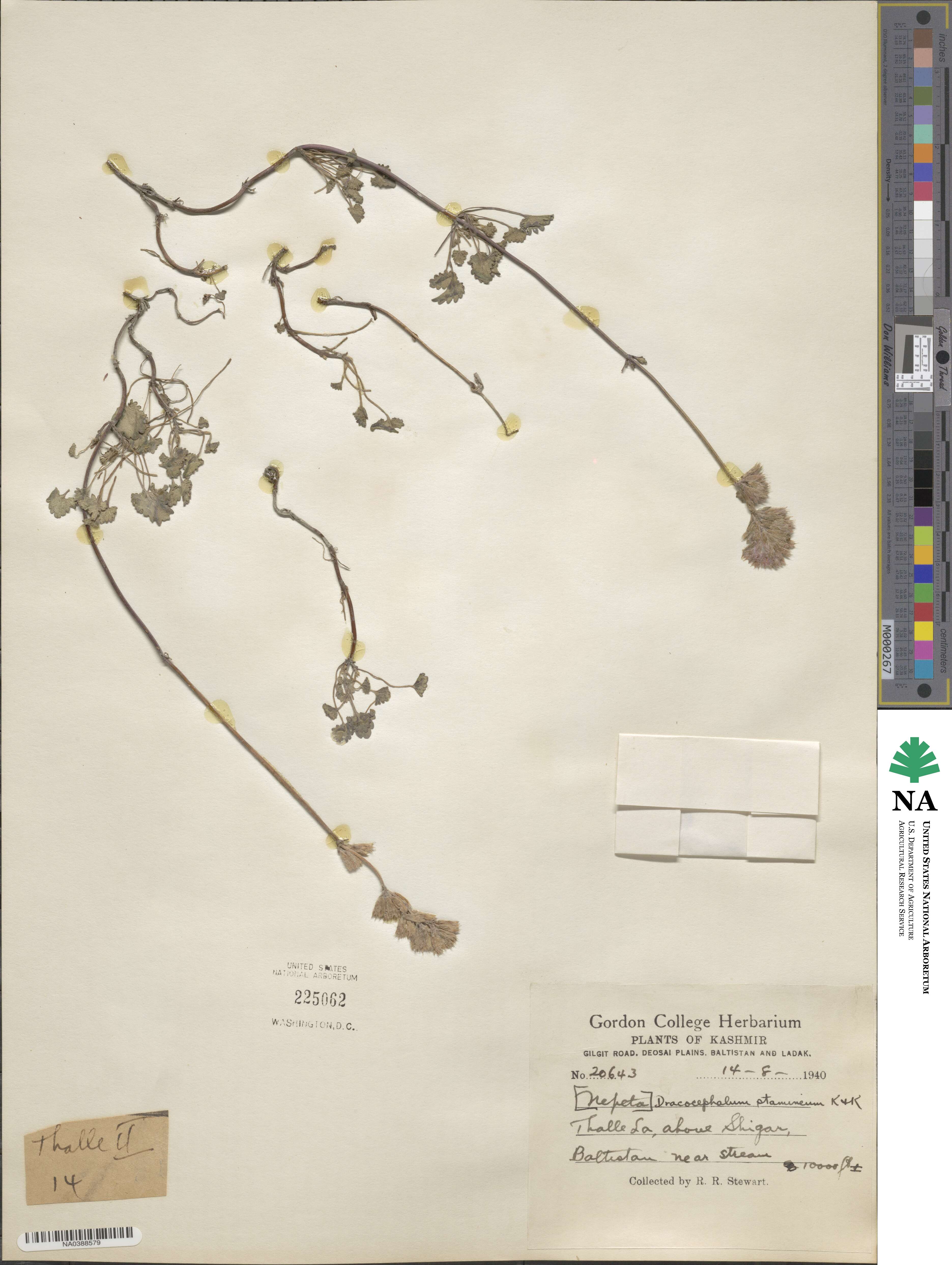 Dracocephalum stamineum image