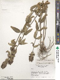 Dracocephalum parviflorum image