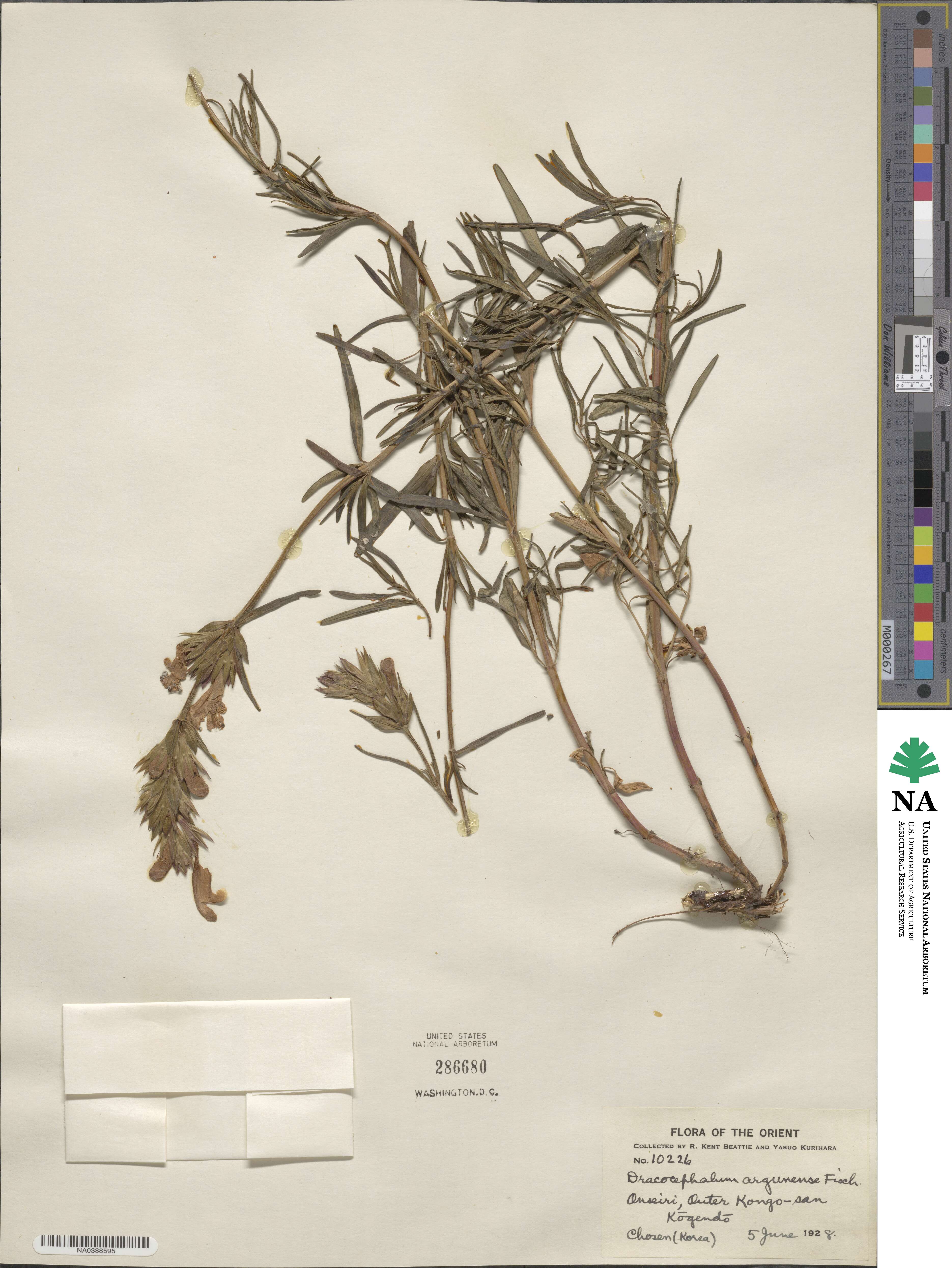 Dracocephalum argunense image
