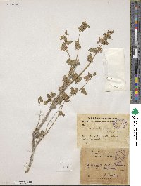 Nepeta bituminosa image