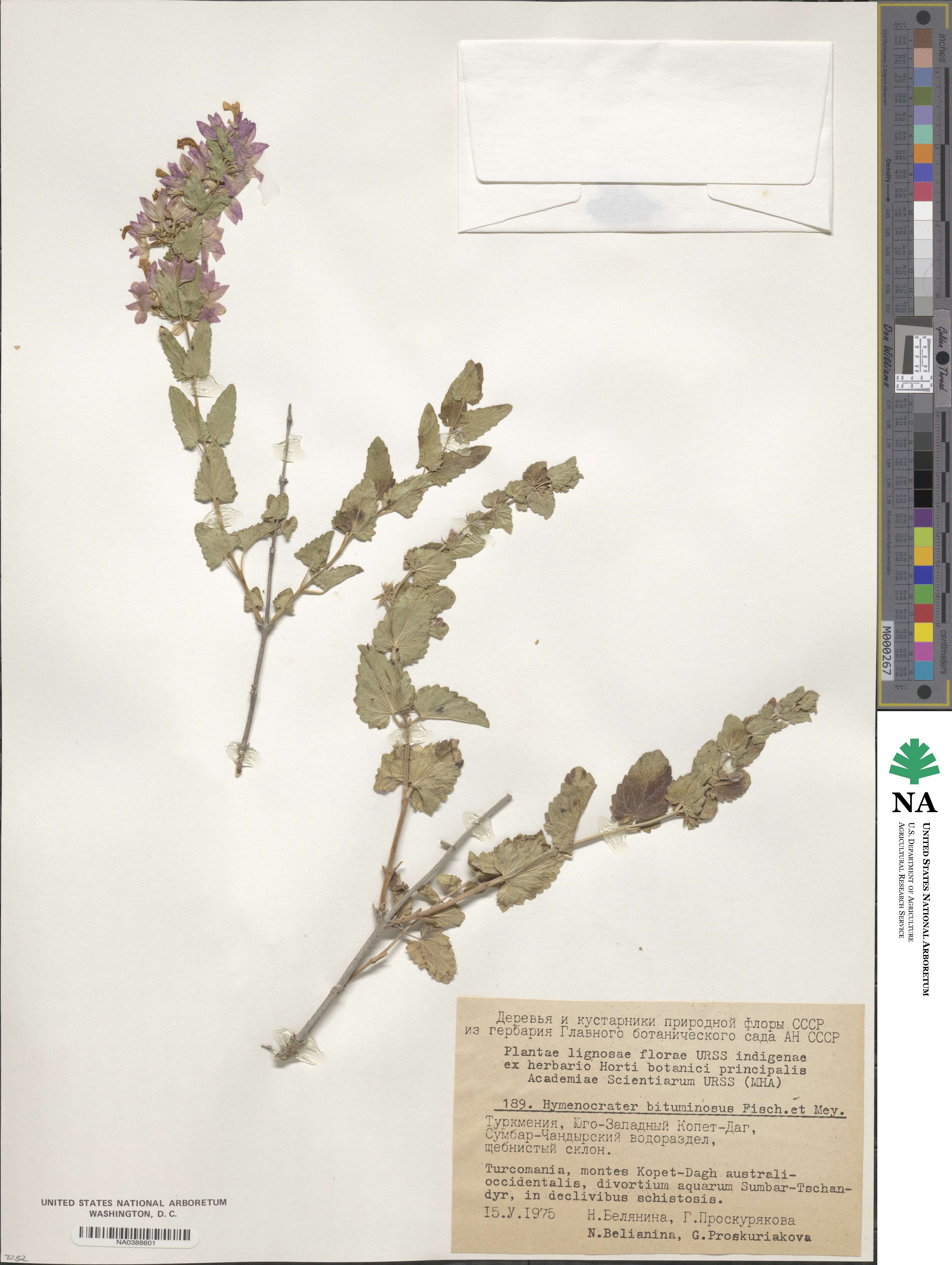 Nepeta bituminosa image