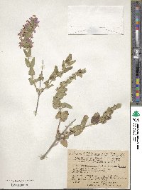 Nepeta bituminosa image