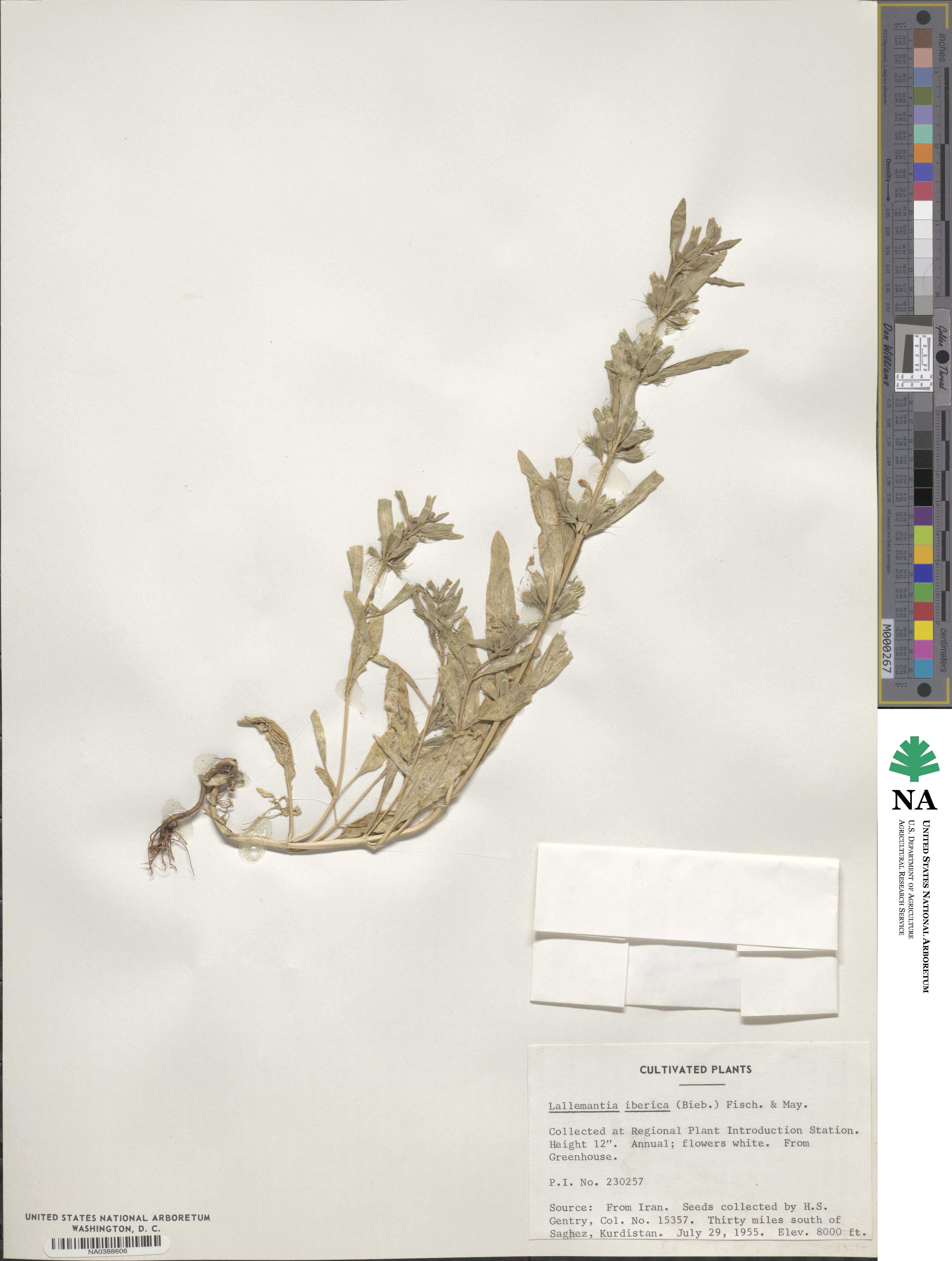 Lallemantia iberica image