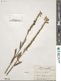 Physostegia virginiana image