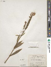 Physostegia virginiana image