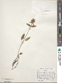 Prunella vulgaris image