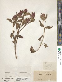 Prunella vulgaris image