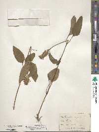 Prunella vulgaris image