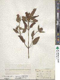 Prunella vulgaris image