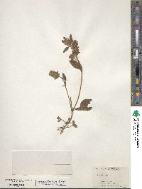 Prunella vulgaris image