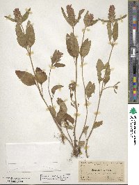 Prunella vulgaris image