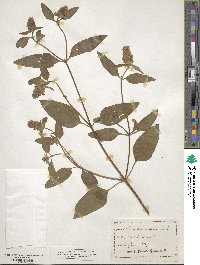 Prunella vulgaris image