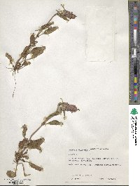 Prunella vulgaris image