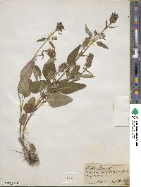 Prunella vulgaris image