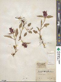 Prunella vulgaris image