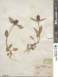 Prunella vulgaris image