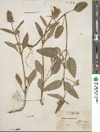 Prunella vulgaris image