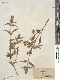 Prunella vulgaris image