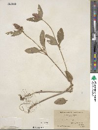 Prunella vulgaris image