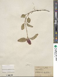 Prunella vulgaris image