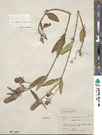 Prunella vulgaris image