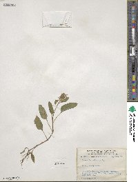 Prunella vulgaris image