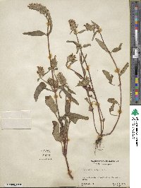 Prunella vulgaris image