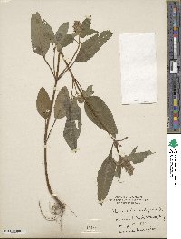 Prunella vulgaris image