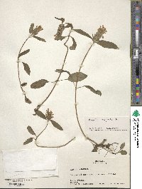 Prunella vulgaris image