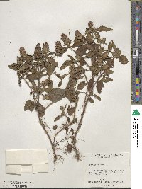 Prunella vulgaris image