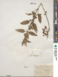 Prunella vulgaris image