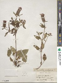 Prunella vulgaris image