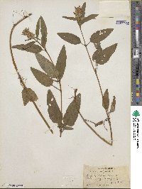 Prunella vulgaris image