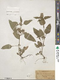 Prunella vulgaris image