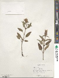 Prunella vulgaris image