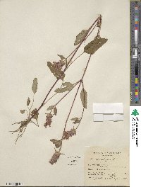 Prunella vulgaris image