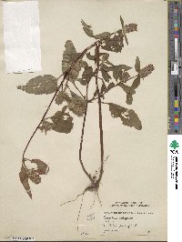 Prunella vulgaris image